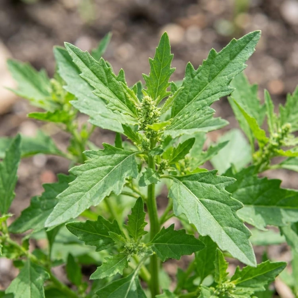 Epazote Seeds (Chenopodium ambrosioides) – 500 Seeds | Mexican Heirloom Herb for Cooking & Medicinal Use