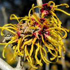 American Witch Hazel Seeds (Hamamelis virginiana) – Hardy Native Shrub (25 Seeds)