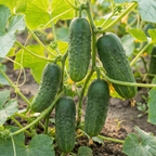 Boston Pickling Cucumber Seeds – Heirloom Pickling Variety (400 Seeds)