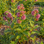 Common Milkweed Seeds – Asclepias syriaca Native Perennial Flower (200 Seeds)