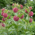 Common Milkweed Seeds – Asclepias syriaca Native Perennial Flower (200 Seeds)