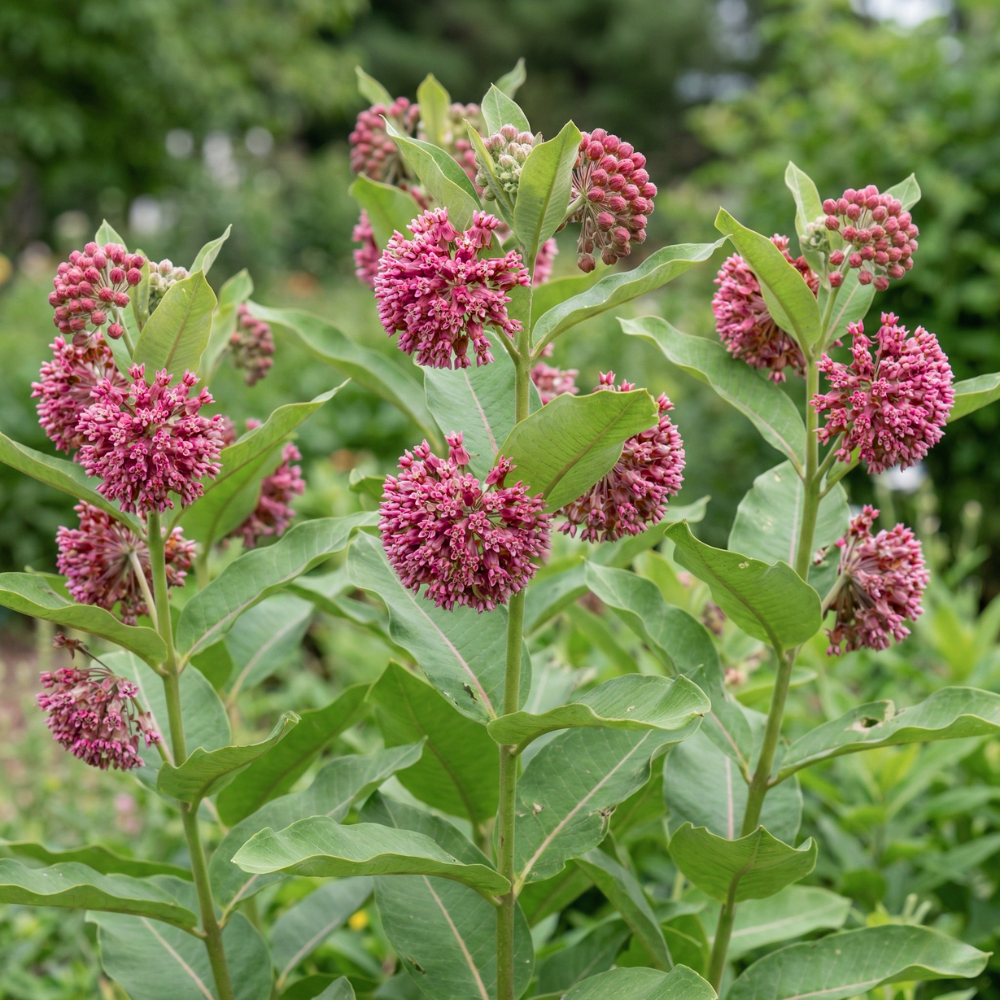 Common Milkweed Seeds – Asclepias syriaca Native Perennial Flower (200 Seeds)
