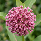Common Milkweed Seeds – Asclepias syriaca Native Perennial Flower (200 Seeds)