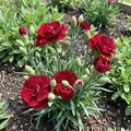 Dianthus Scarlet Red Seeds – Perennial Carnation Flower (30+ Seeds)