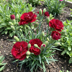Dianthus Scarlet Red Seeds – Perennial Carnation Flower (30+ Seeds)