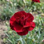 Dianthus Scarlet Red Seeds – Perennial Carnation Flower (30+ Seeds)