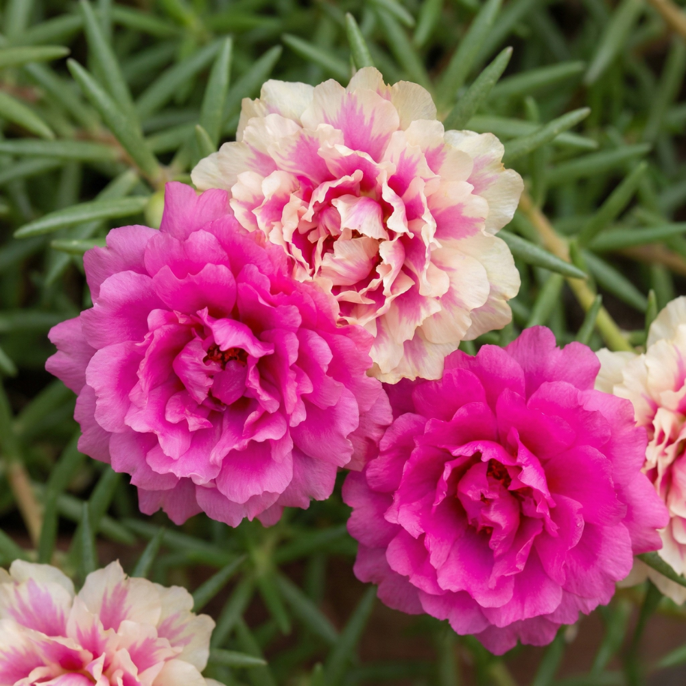 Double Flower Moss Rose Seeds – Heirloom Portulaca grandiflora (100000 Seeds)