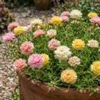 Double Flower Moss Rose Seeds – Heirloom Portulaca grandiflora (100000 Seeds)