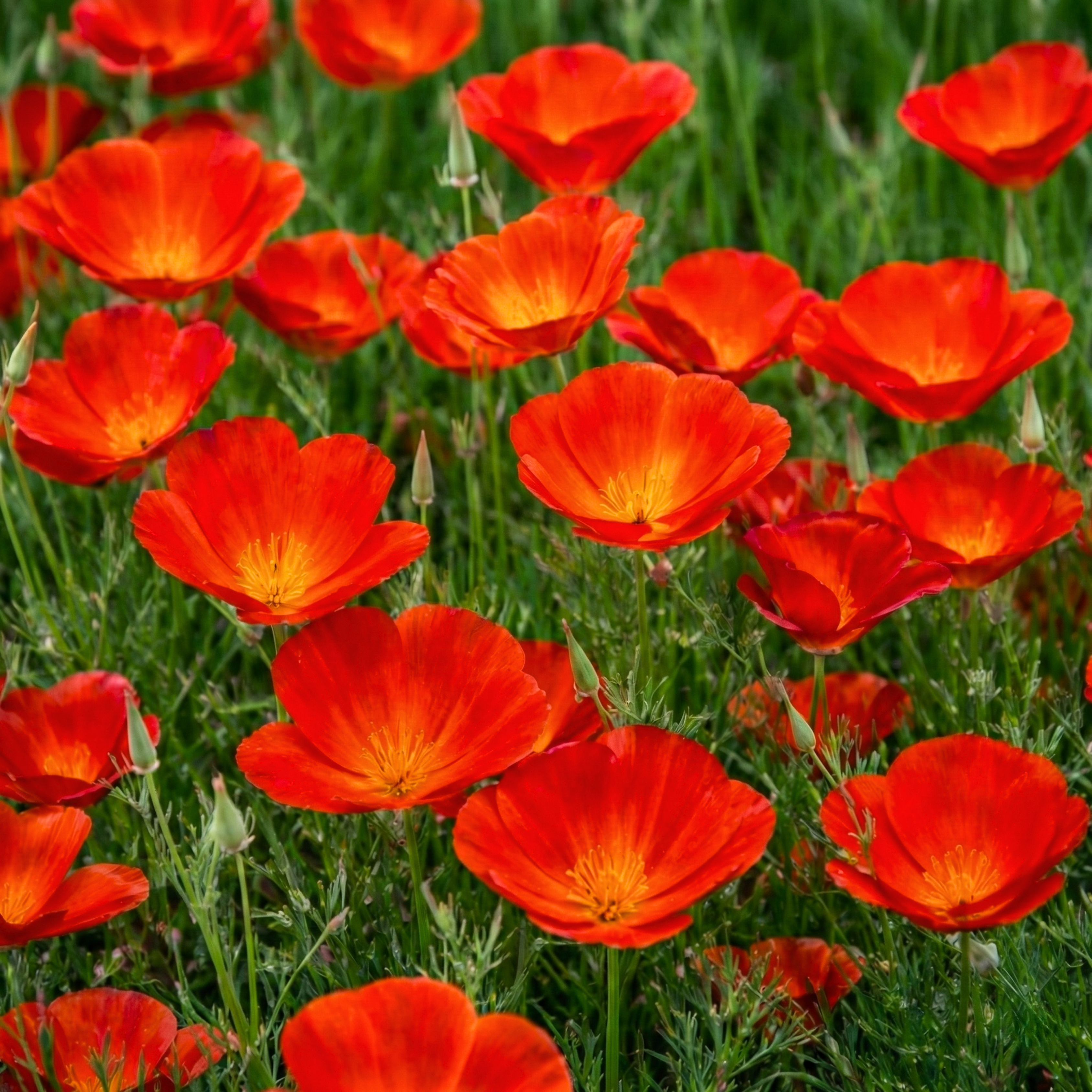 Red Chief California Poppy Seeds (Eschscholzia californica) – Heirloom Wildflower (25,000 Seeds)