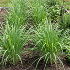 Lemongrass Seeds – Cymbopogon flexuosus Perennial Herb (200 Seeds)