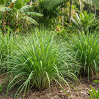 Lemongrass Seeds – Cymbopogon flexuosus Perennial Herb (200 Seeds)