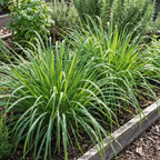 Lemongrass Seeds – Cymbopogon flexuosus Perennial Herb (200 Seeds)