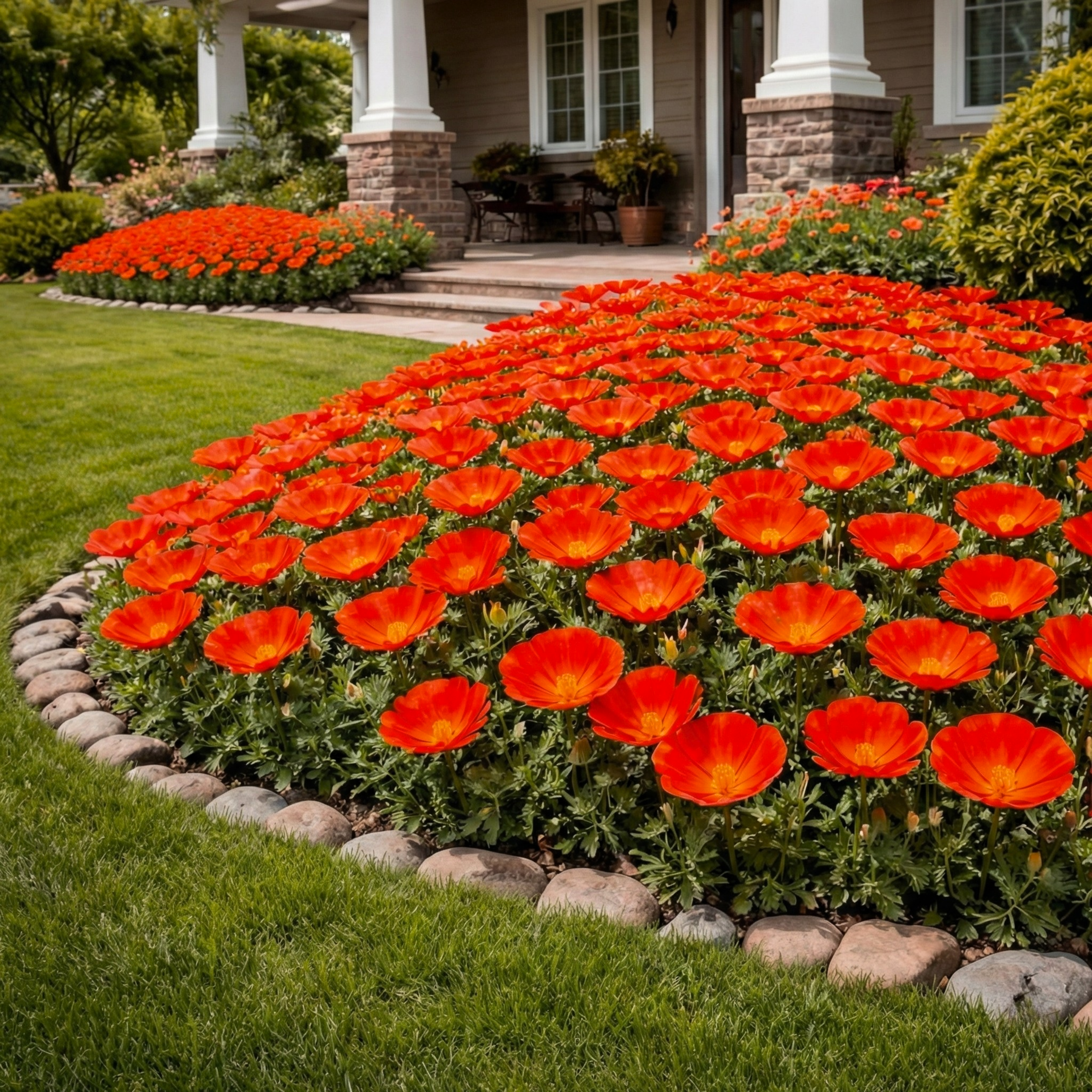 Red Chief California Poppy Seeds (Eschscholzia californica) – Heirloom Wildflower (25,000 Seeds)