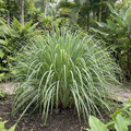 Lemongrass Seeds – Cymbopogon flexuosus Perennial Herb (200 Seeds)