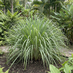 Lemongrass Seeds – Cymbopogon flexuosus Perennial Herb (200 Seeds)