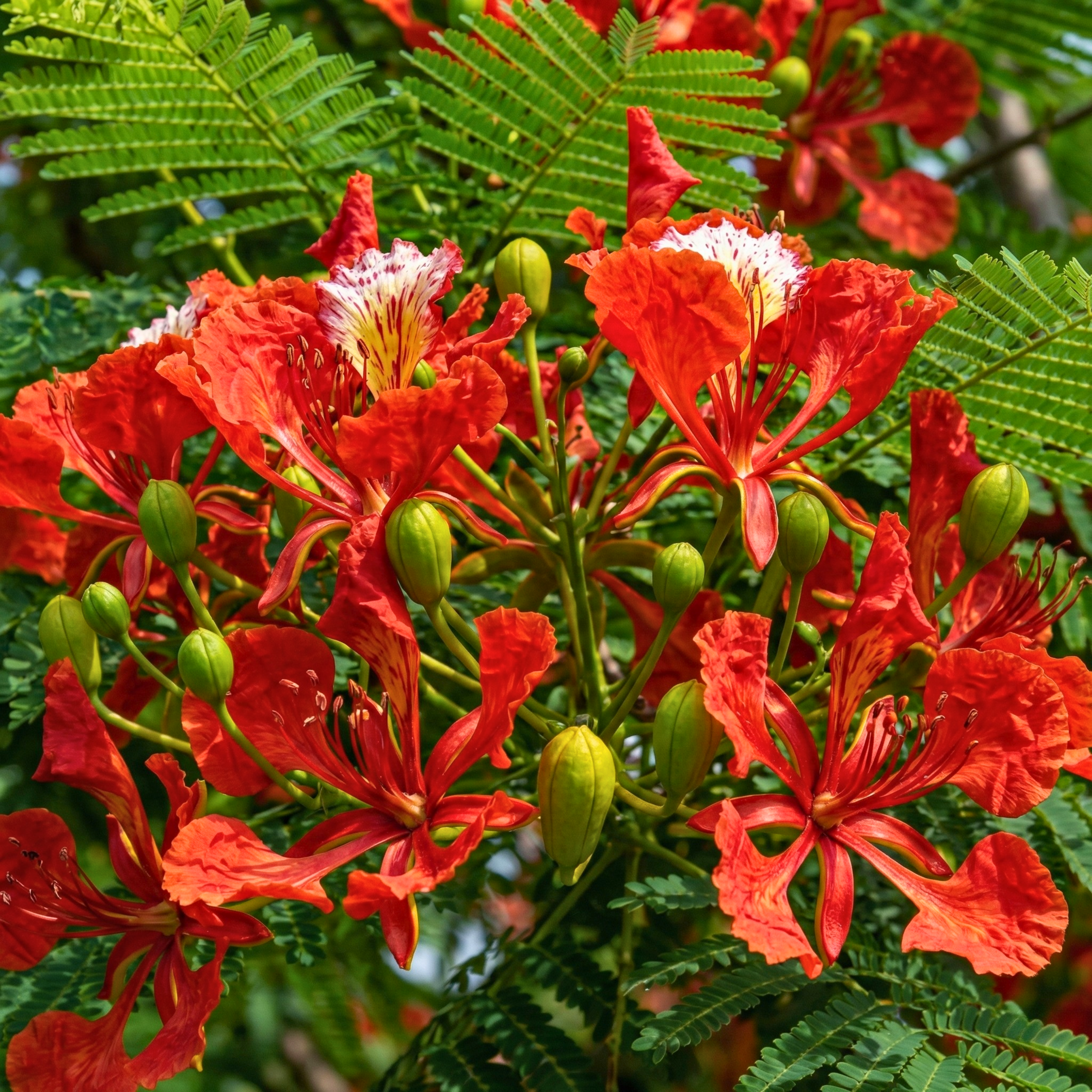Royal Poinciana Tree Seeds (Delonix regia) – Heirloom Flowering Tree (10 Seeds)