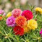 Double Flower Moss Rose Seeds – Heirloom Portulaca grandiflora (100000 Seeds)