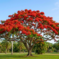 Royal Poinciana Tree Seeds (Delonix regia) – Heirloom Flowering Tree (10 Seeds)