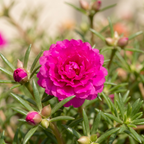 Double Flower Moss Rose Seeds – Heirloom Portulaca grandiflora (100000 Seeds)