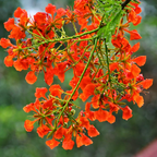 Royal Poinciana Tree Seeds (Delonix regia) – Heirloom Flowering Tree (10 Seeds)