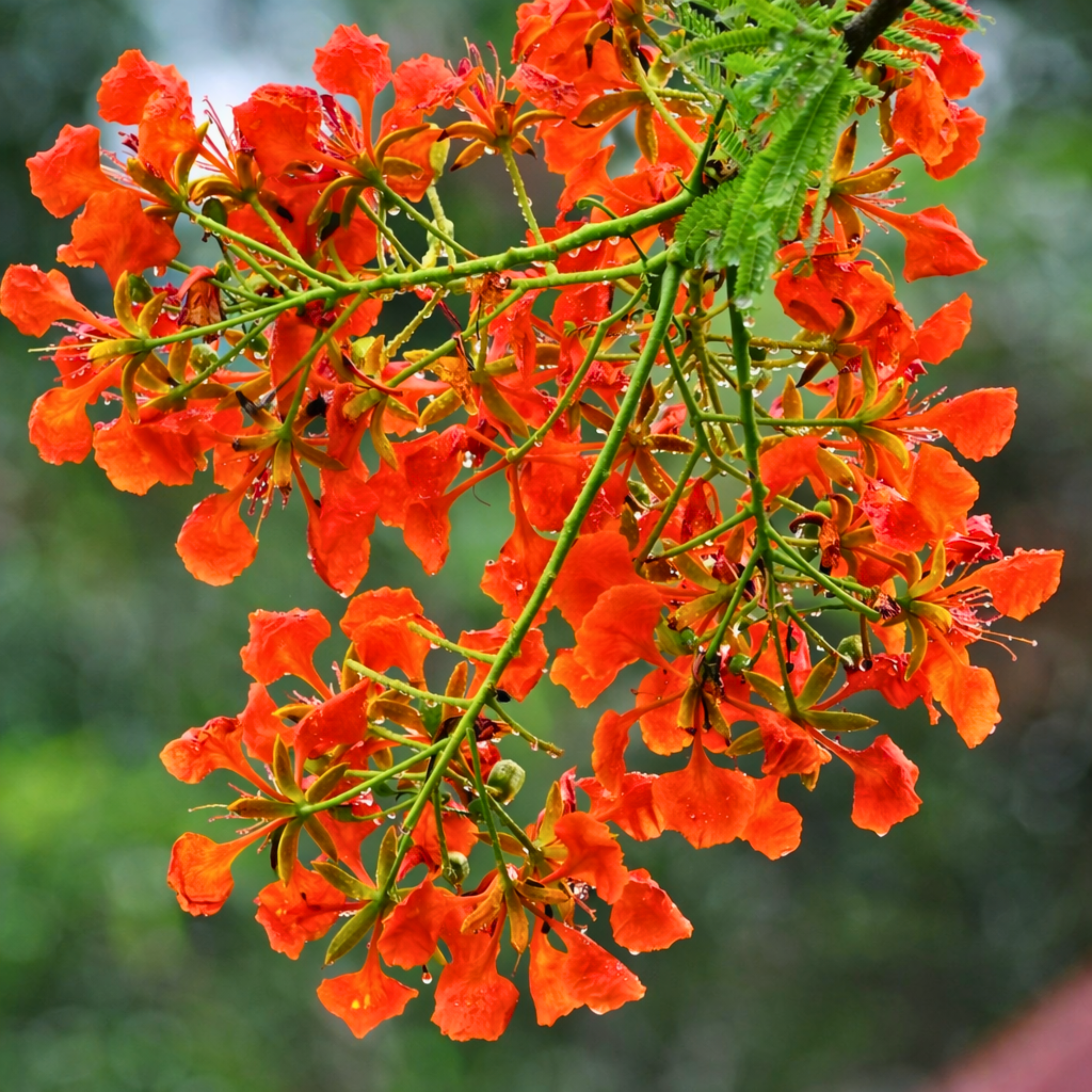 Royal Poinciana Tree Seeds (Delonix regia) – Heirloom Flowering Tree (10 Seeds)