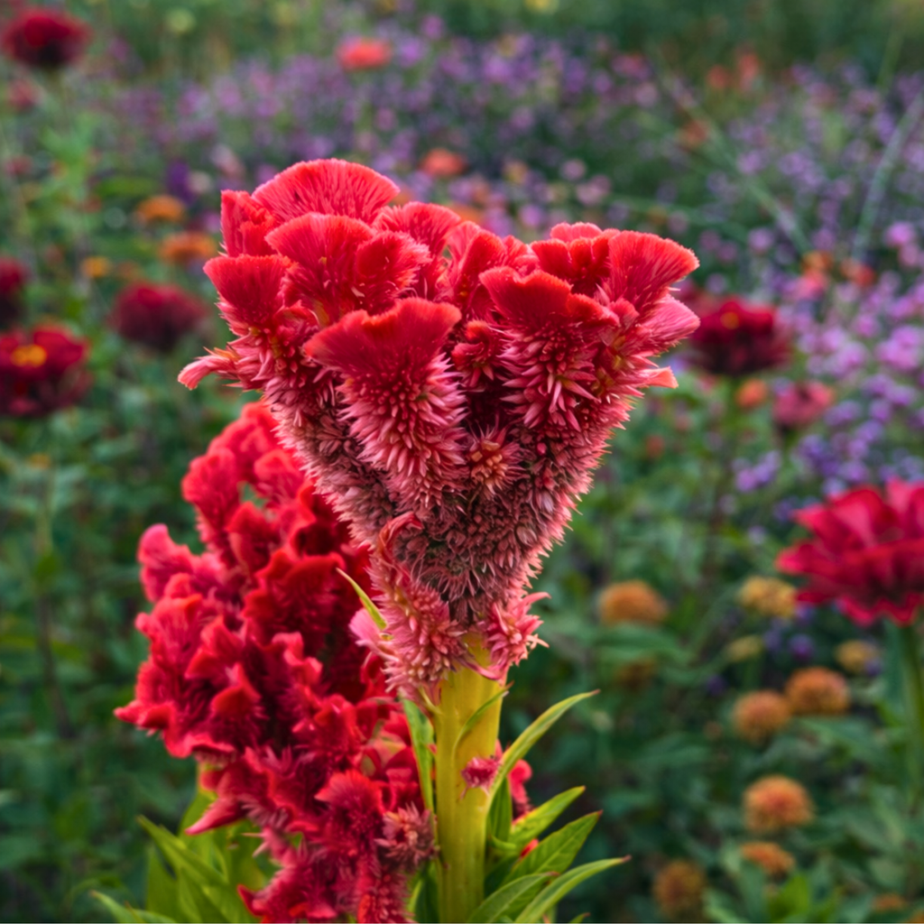 Mixed Colors Brain Celosia Seeds (Celosia cristata) – Heirloom Variety (100 Seeds)