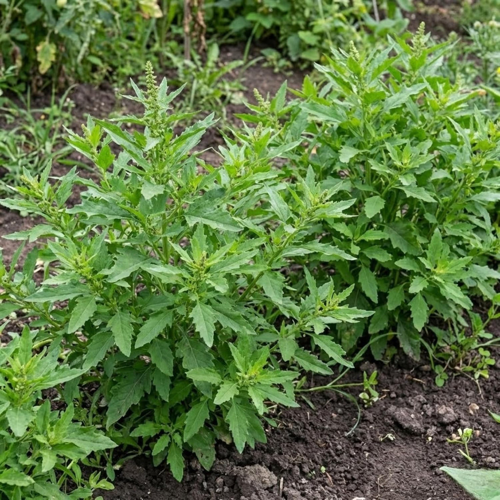 Epazote Seeds (Chenopodium ambrosioides) – 500 Seeds | Mexican Heirloom Herb for Cooking & Medicinal Use