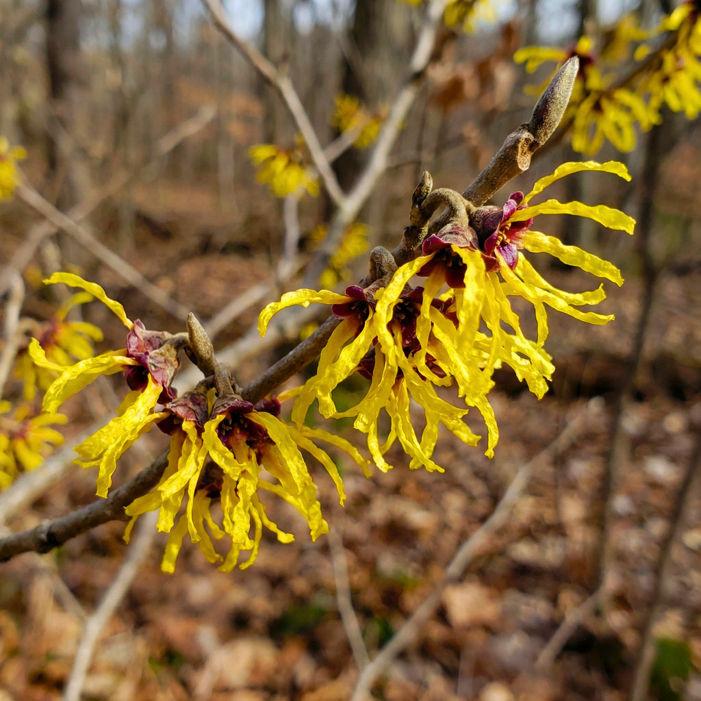 American Witch Hazel Seeds (Hamamelis virginiana) – Hardy Native Shrub (25 Seeds)