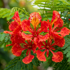 Royal Poinciana Tree Seeds (Delonix regia) – Heirloom Flowering Tree (10 Seeds)