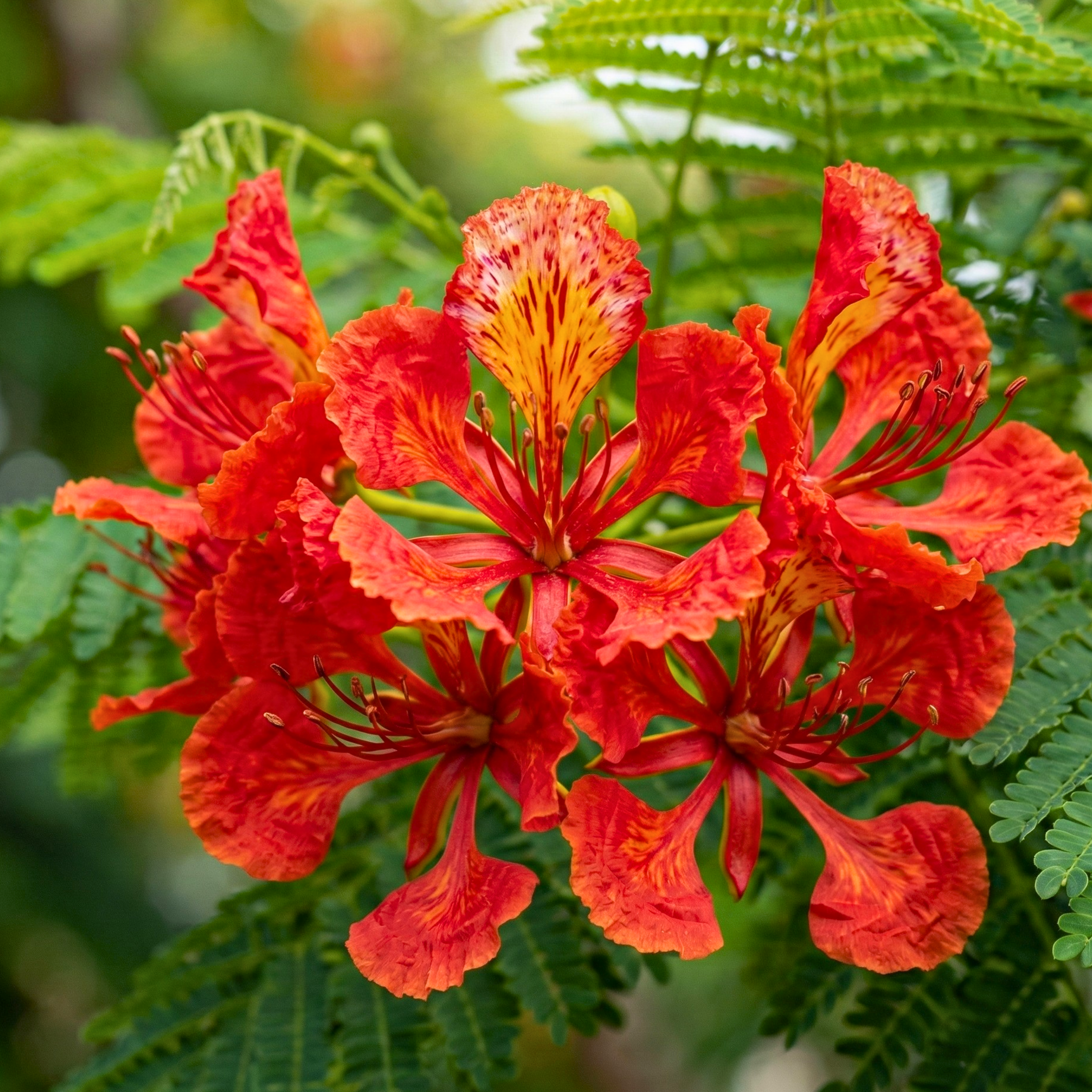Royal Poinciana Tree Seeds (Delonix regia) – Heirloom Flowering Tree (10 Seeds)