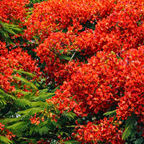 Royal Poinciana Tree Seeds (Delonix regia) – Heirloom Flowering Tree (10 Seeds)