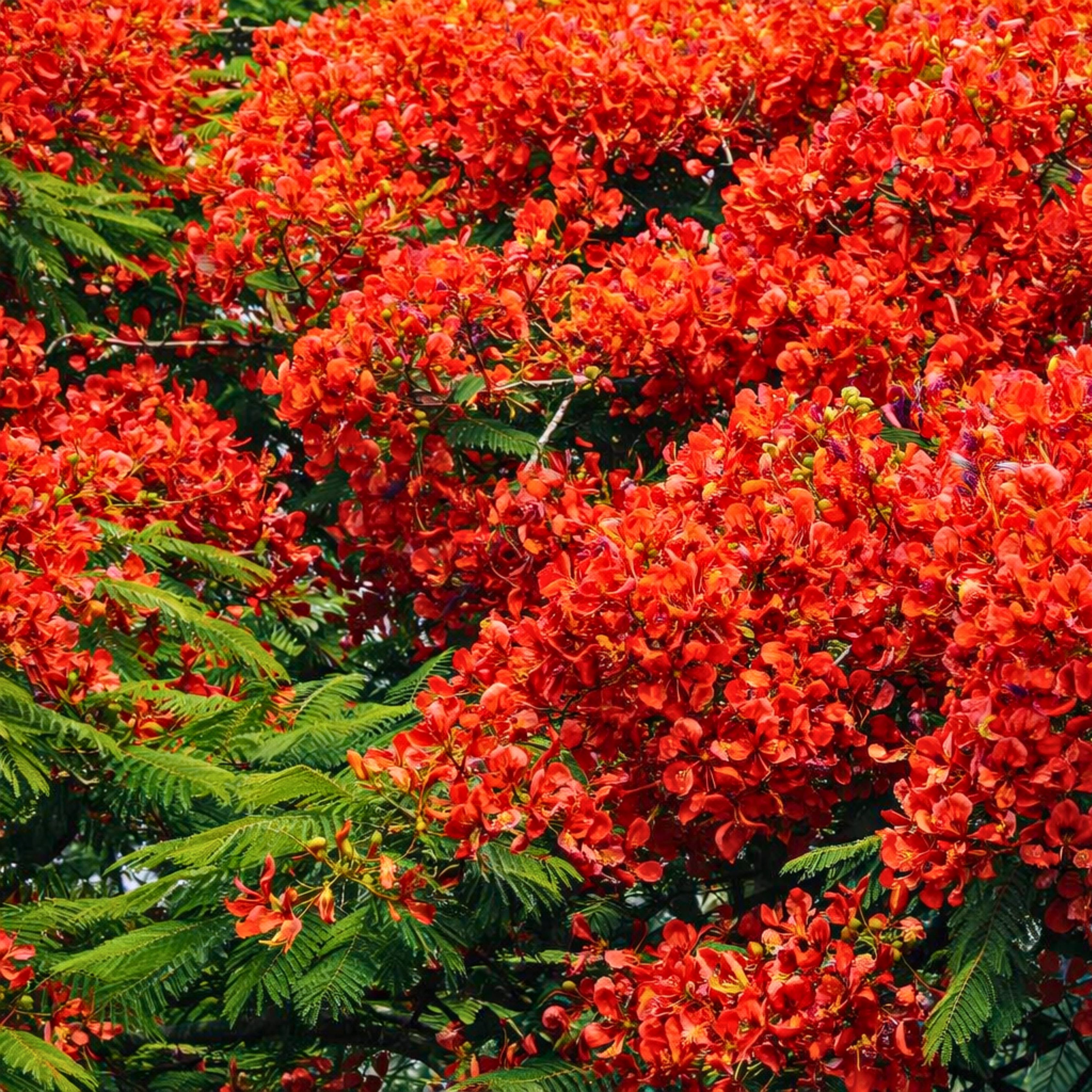 Royal Poinciana Tree Seeds (Delonix regia) – Heirloom Flowering Tree (10 Seeds)
