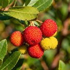 Strawberry Tree Seeds (Arbutus unedo) – Evergreen Fruit Tree Variety (15 Seeds)