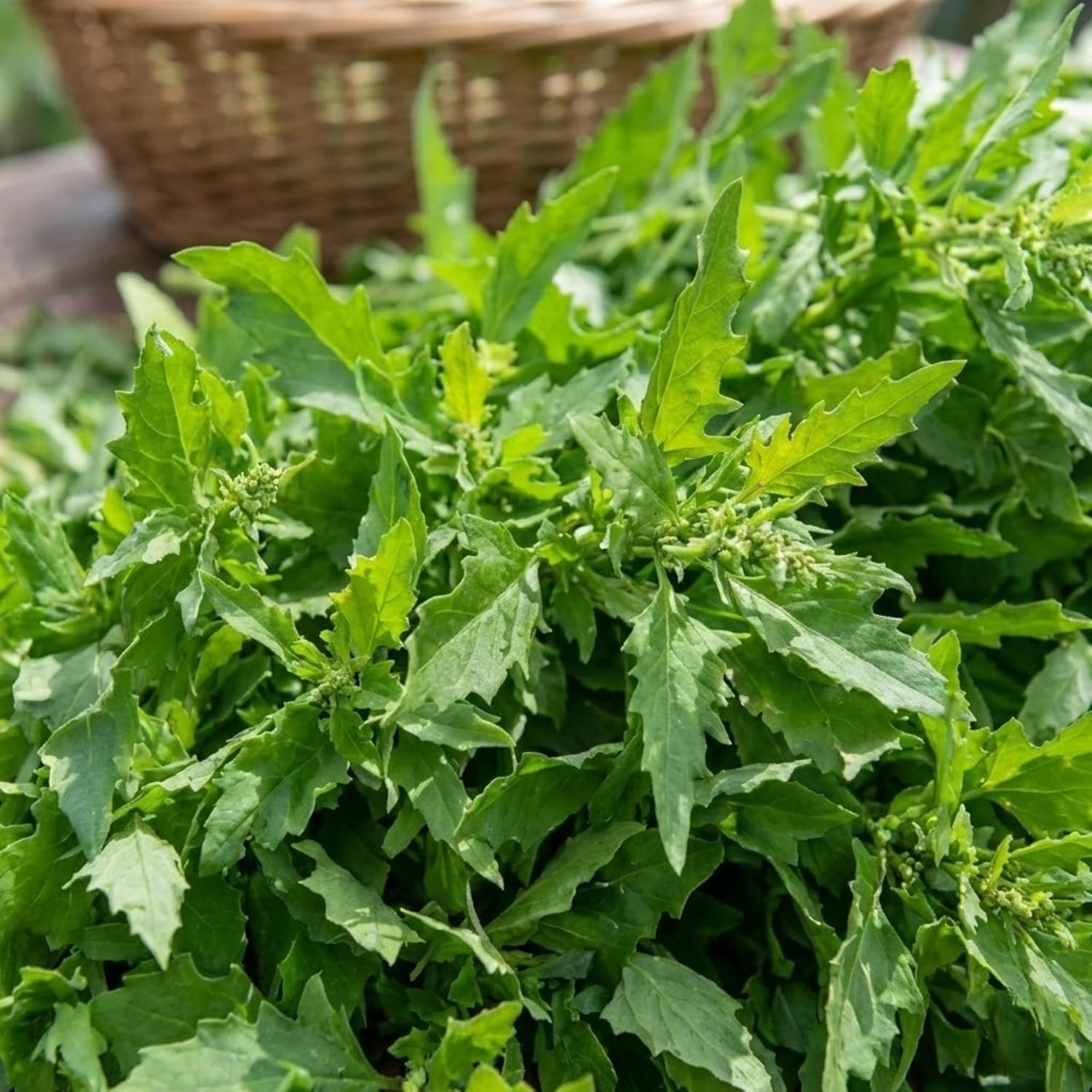 Epazote Seeds (Chenopodium ambrosioides) – 500 Seeds | Mexican Heirloom Herb for Cooking & Medicinal Use