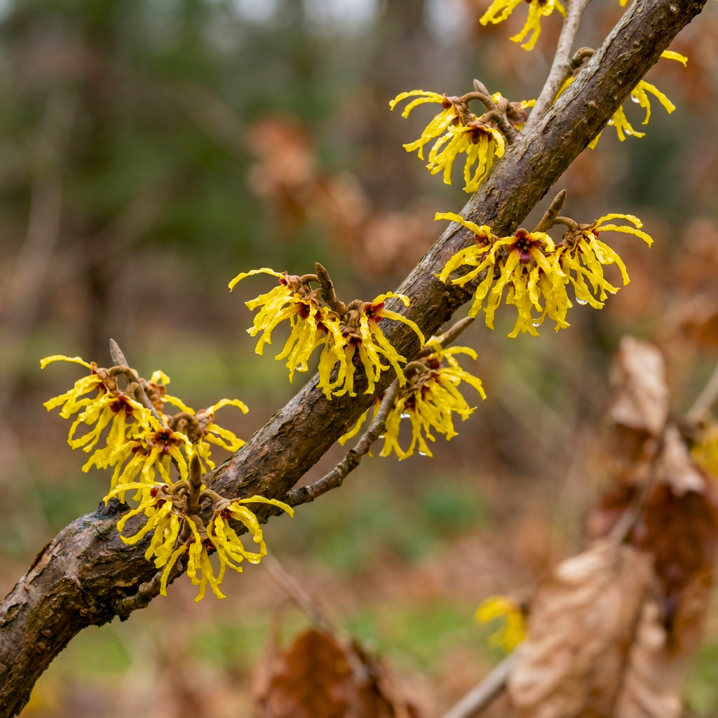 American Witch Hazel Seeds (Hamamelis virginiana) – Hardy Native Shrub (25 Seeds)