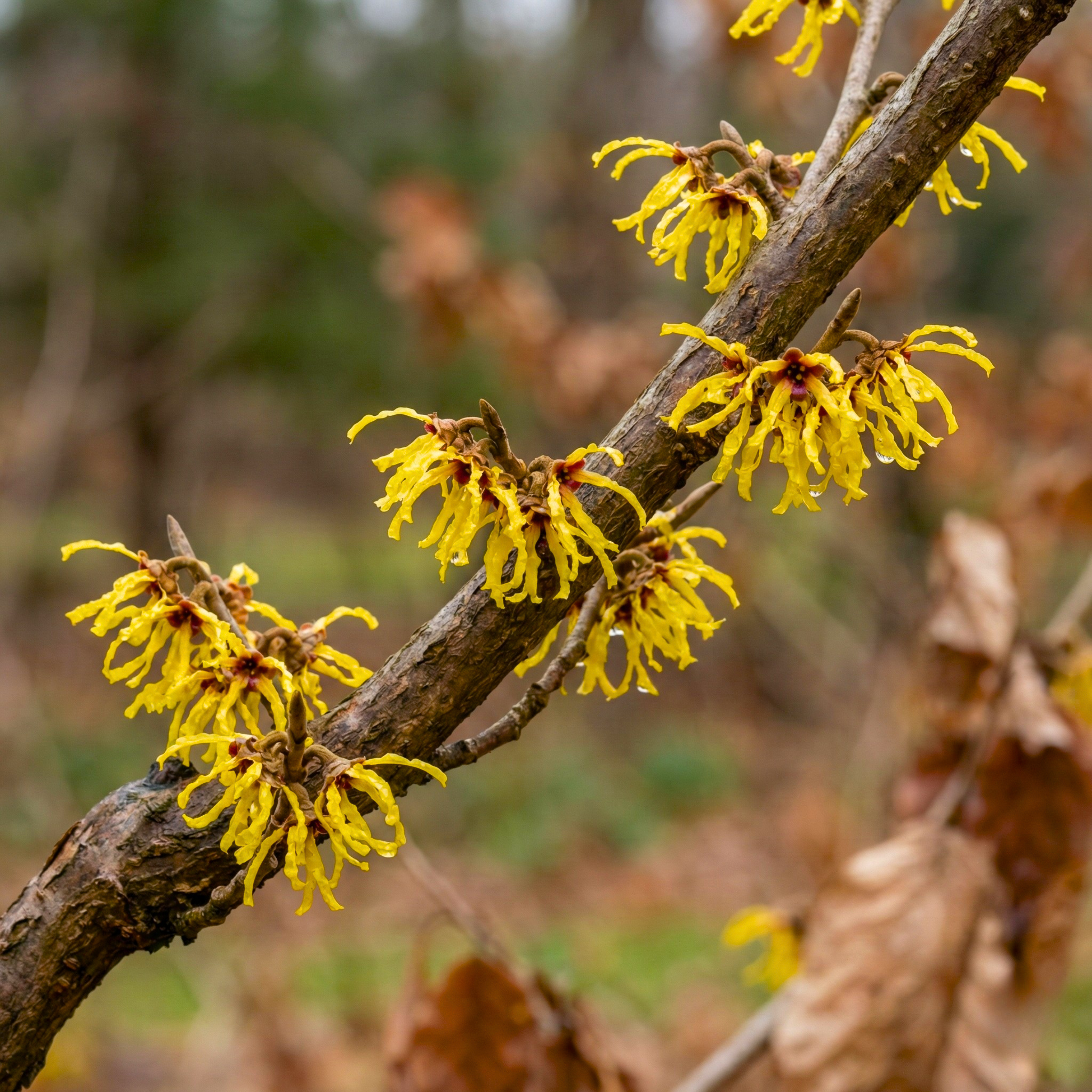 American Witch Hazel Seeds (Hamamelis virginiana) – Hardy Native Shrub (25 Seeds)