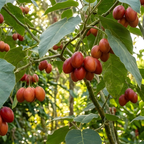 Tamarillo Tree Tomato Seeds (50 Seeds) – Cyphomandra betacea Exotic Fruit