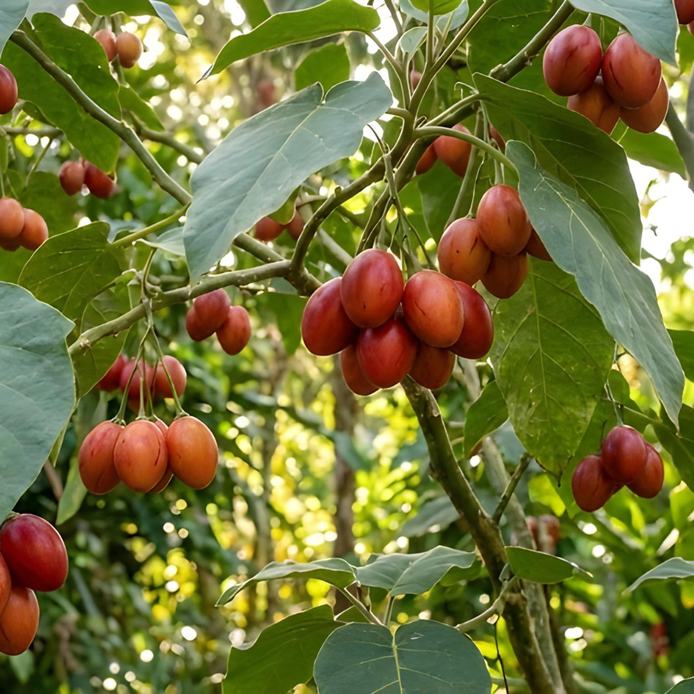 Tamarillo Tree Tomato Seeds (50 Seeds) – Cyphomandra betacea Exotic Fruit