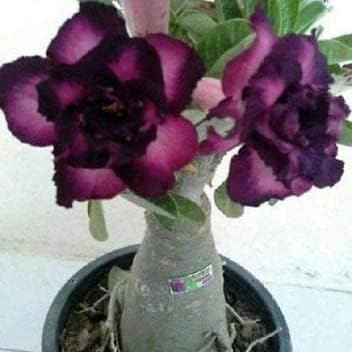 Purple Black Desert Rose Adenium Seeds – Exotic Perennial Flower (4 Seeds)