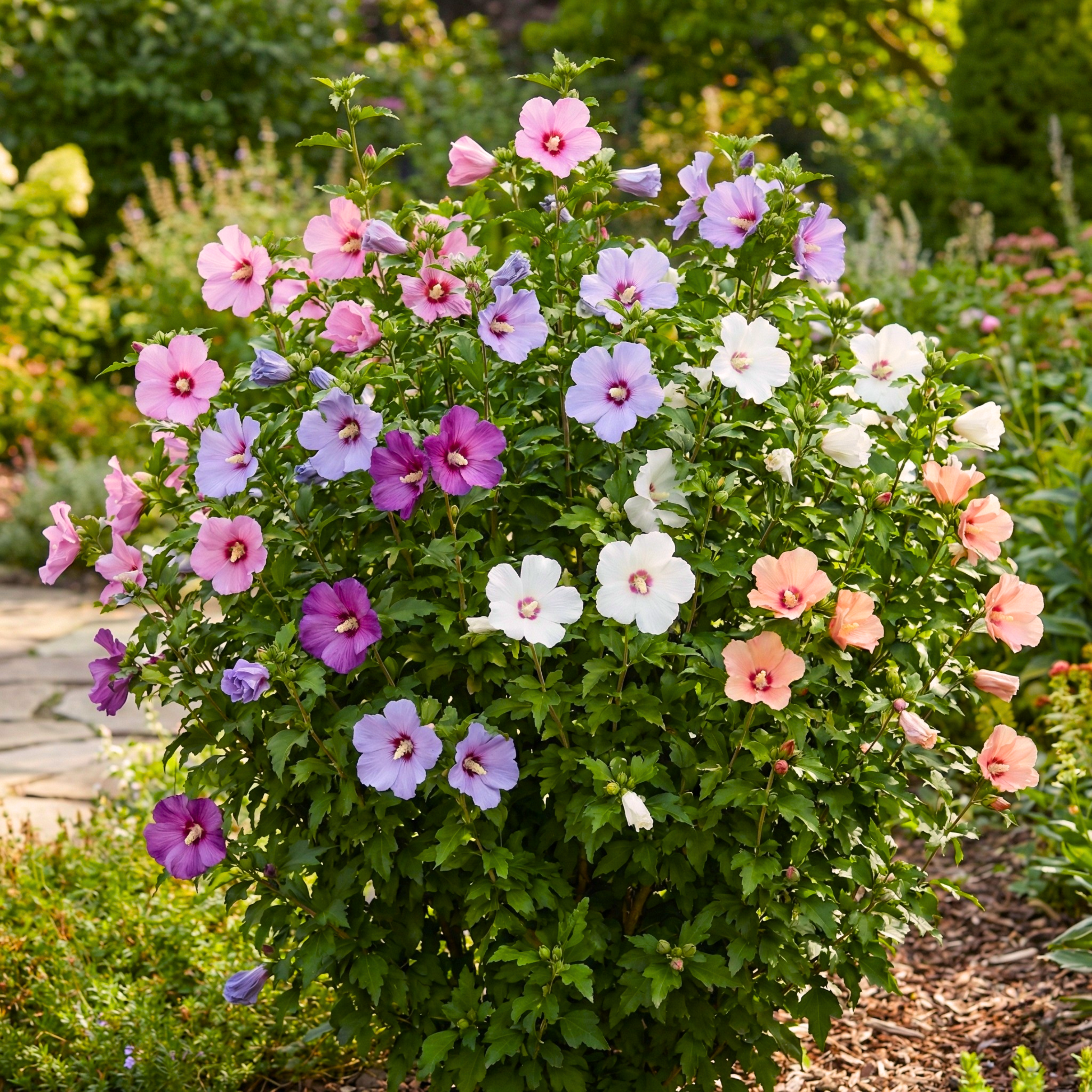 Mixed Colors Rose of Sharon Seeds (Hibiscus syriacus) – Hardy Perennial Shrub (50 Seeds)