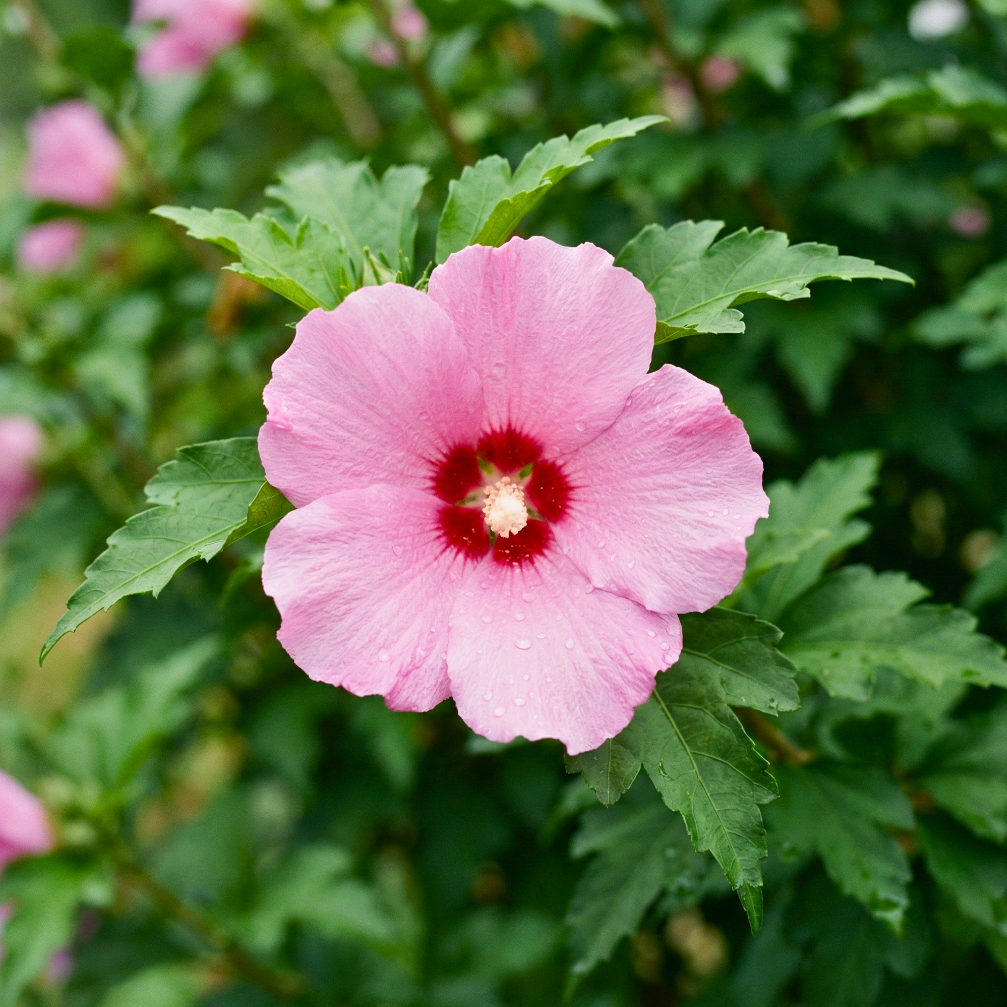 Mixed Colors Rose of Sharon Seeds (Hibiscus syriacus) – Hardy Perennial Shrub (50 Seeds)
