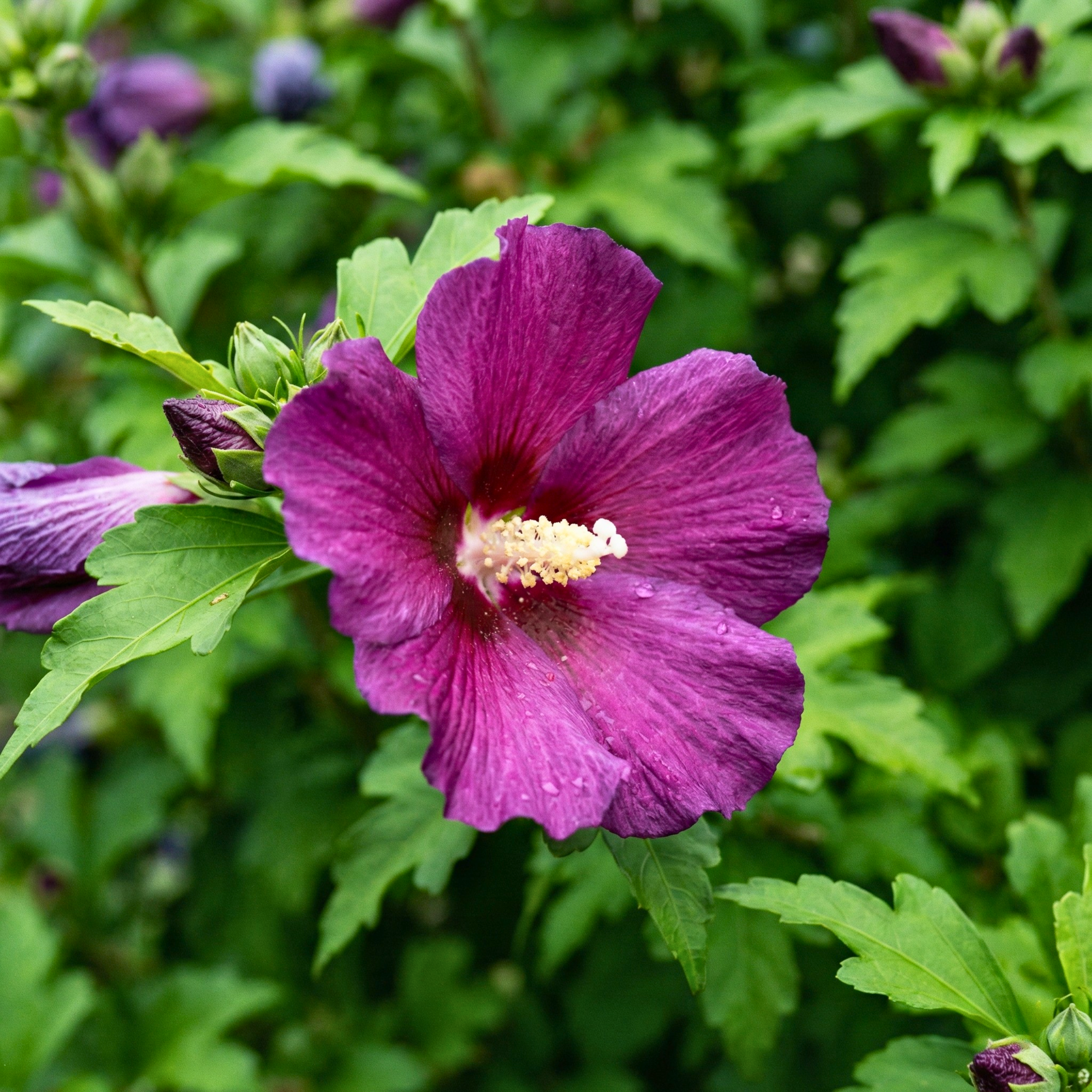 Mixed Colors Rose of Sharon Seeds (Hibiscus syriacus) – Hardy Perennial Shrub (50 Seeds)