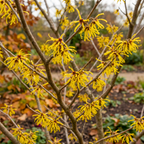 American Witch Hazel Seeds (Hamamelis virginiana) – Hardy Native Shrub (25 Seeds)