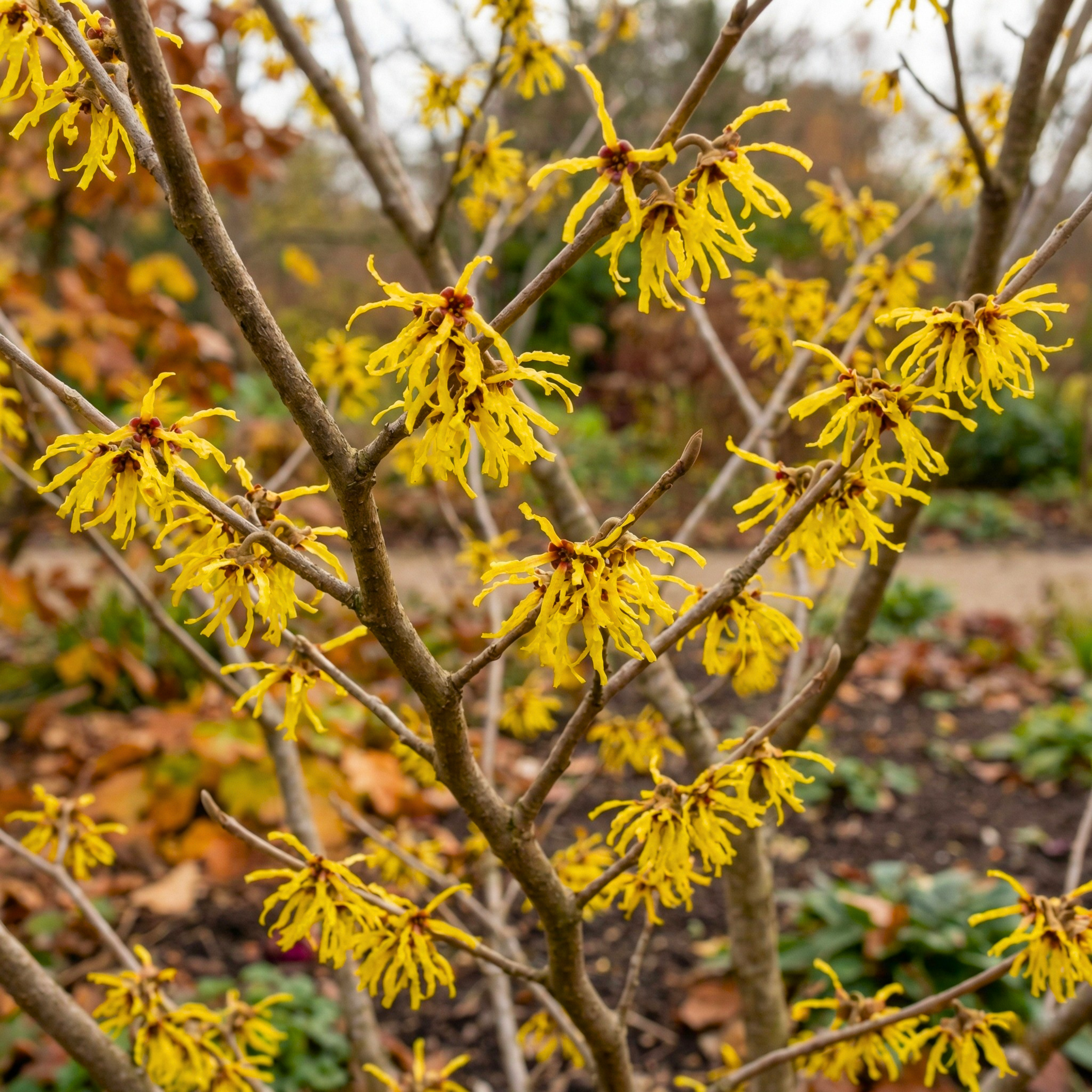 American Witch Hazel Seeds (Hamamelis virginiana) – Hardy Native Shrub (25 Seeds)