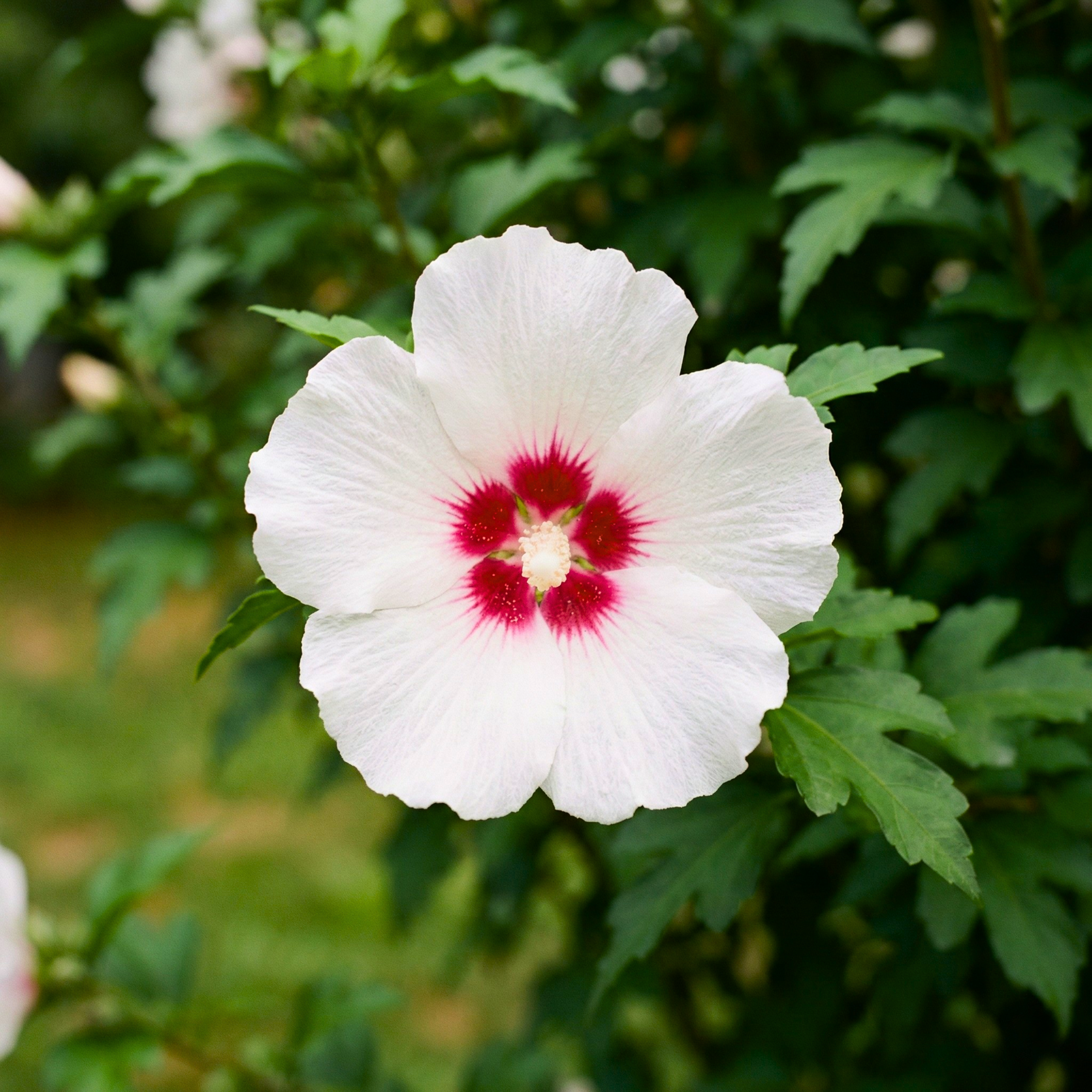 Mixed Colors Rose of Sharon Seeds (Hibiscus syriacus) – Hardy Perennial Shrub (50 Seeds)