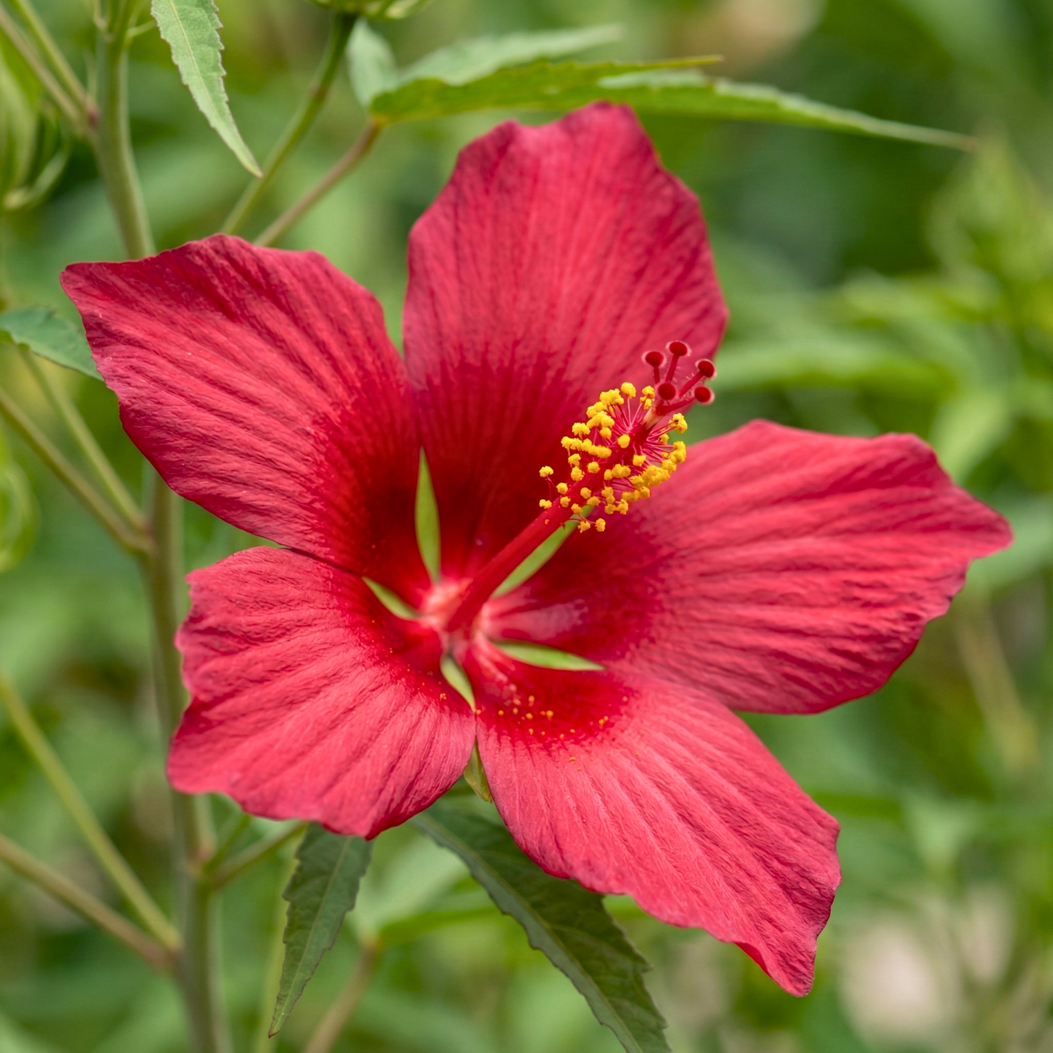 Texas Star Hibiscus (Hibiscus Сoccineus) – Scarlet Red Flower (10 seeds)