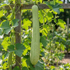 Italian Cucuzzi Gourd Seeds – Heirloom Edible Squash (20 Seeds)