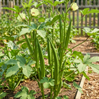 Texas Longhorn Okra Seeds – Heirloom Variety (100 Seeds)