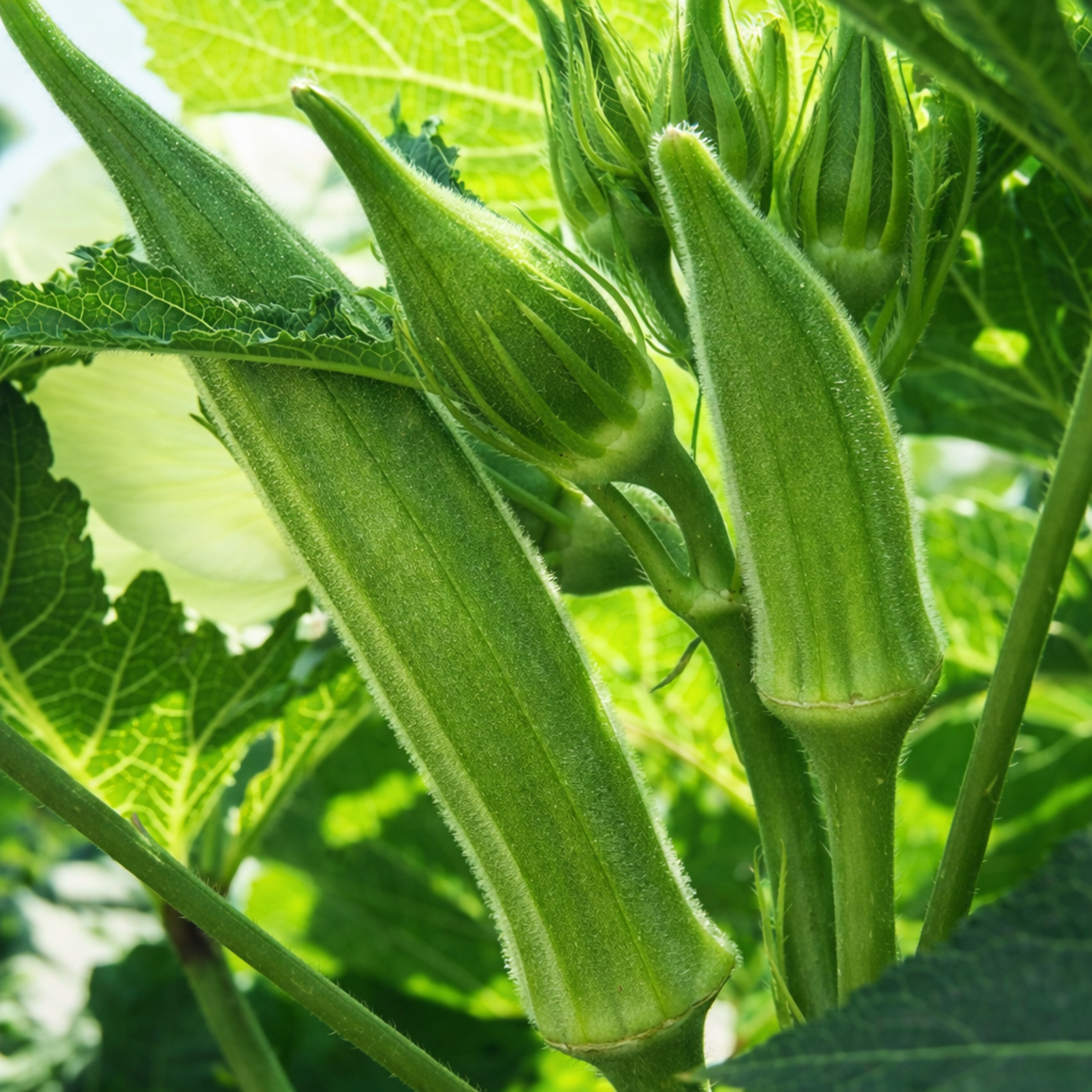 Texas Longhorn Okra Seeds – Heirloom Variety (100 Seeds)