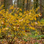 American Witch Hazel Seeds (Hamamelis virginiana) – Hardy Native Shrub (25 Seeds)